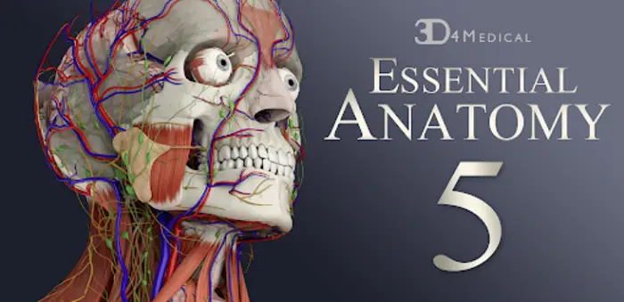essential anatomy